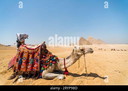 Bédouin avec un chameau sur le fond des pyramides en Egypte Banque D'Images