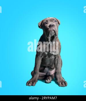 Cane Corso Italiano chiot Banque D'Images