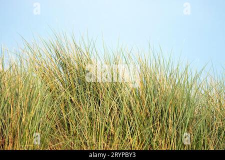Un amas d'herbe sous un ciel bleu clair d'été sur les dunes de sable de Camber Sands, Camber Sands, Camber, East Sussex, Royaume-Uni Banque D'Images