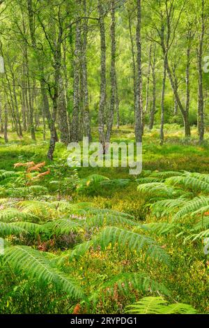 Forêt de bouleaux dans la réserve naturelle nationale de Craigellachie, en Écosse Banque D'Images