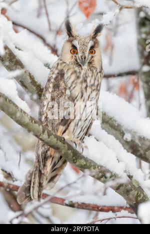 Un hibou aux oreilles longues (ASIO otus) aux yeux grands ouverts perché sur une branche de hêtre enneigée. Canton de Zurich, Suisse Banque D'Images