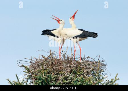 Cigogne blanche européenne (Ciconia ciconia), paire debout sur le nid tout en claquant le bec. Allemagne Banque D'Images