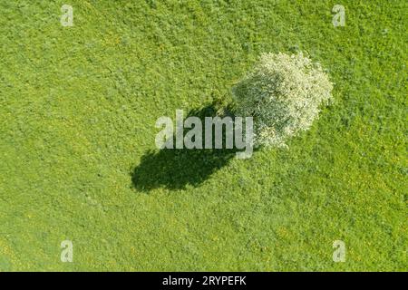 Poire commune, poire européenne (Pyrus communis). Poirier solitaire en plein essor au printemps dans une prairie verdoyante et son ombre, vue aérienne. Oetwil am See dans l'Oberland de Zurich, Suisse Banque D'Images