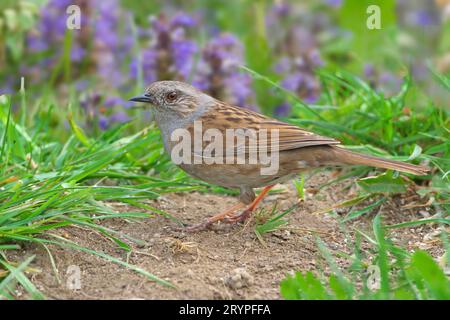 Hedgesparrow, Hedge Accentor, Dunnock (Prunella modularis). Recherche de nourriture adulte sur une prairie. Allemagne Banque D'Images