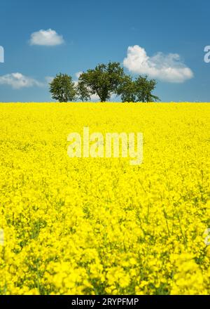 Scène printanière parfaite avec deux arbres isolés dans un champ de canola. Banque D'Images