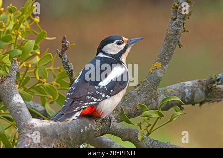 Grand pic tacheté (Picoides major, Dendrocopos major), probablement femelle juvénile, dans un vieux pommier avec du GUI. Allemagne .Naturfoto, Oberschwaben Banque D'Images