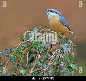 Nuthatch eurasien (Sitta europaea). Adulte sur une souche d'arbre envahie de lierre. Allemagne Banque D'Images