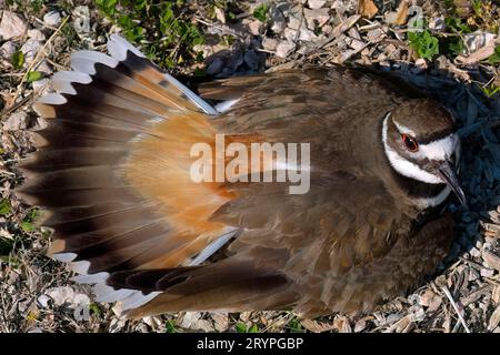 Le chevreuil (Charadrius vociferus) Banque D'Images