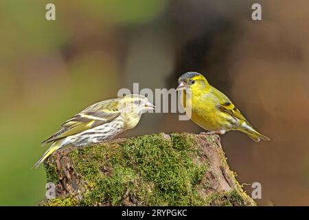 Siskin eurasien (Carduelis spinus). Coule au lieu de repas. Le mâle est à droite. Allemagne Banque D'Images