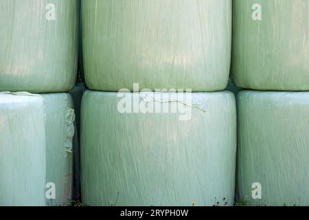 Herbe coupée ramassée et roulée dans des balles d'emballage en plastique comme fourrage animal sur la ferme agricole, focalisation sélective Banque D'Images