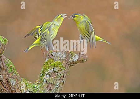 Siskin eurasien (Carduelis spinus). Deux mâles se disputent au lieu de repas. Allemagne Banque D'Images