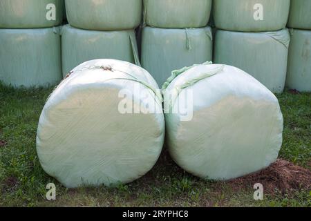 Herbe coupée ramassée et roulée dans des balles d'emballage en plastique comme fourrage animal sur la ferme agricole, focalisation sélective Banque D'Images