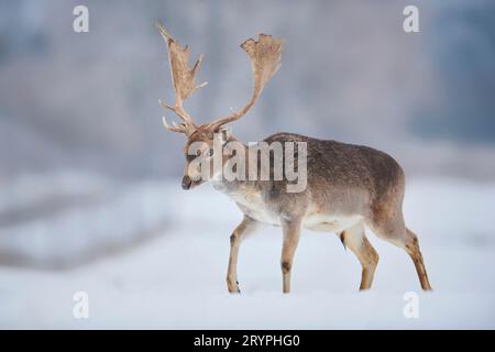 Cerf de jachère (Cervus Dama, Dama Dama). Buck marchant dans la neige. Allemagne Banque D'Images