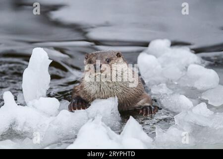Loutre de rivière européenne (Lutra lutra) dans l'eau glacée. Allemagne Banque D'Images