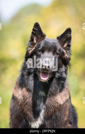 Berger belge, Tervuren. Portrait de chien adulte. Allemagne Banque D'Images