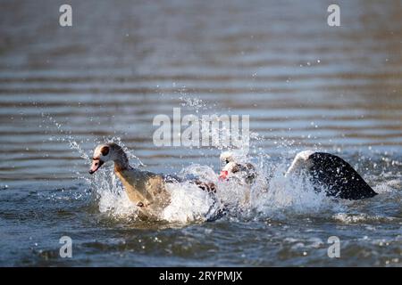 OIE égyptienne (Alopochen aegyptiacus) . Deux oiseaux se battant sur un lac. Allemagne Banque D'Images