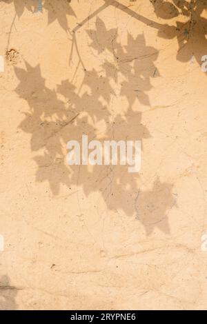 L'ombre de l'arbre laisse sur le vieux mur beige. Banque D'Images