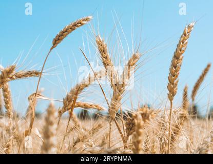 Épillets de blé sur un champ dans une ferme avec en toile de fond un ciel bleu clair Banque D'Images