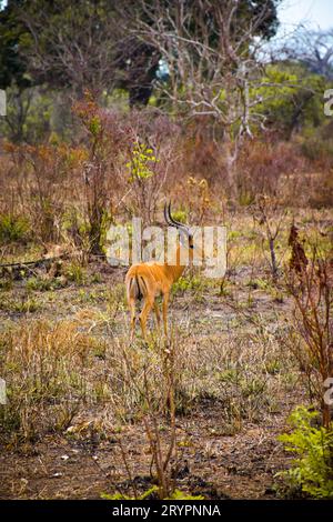 Une antilope paisiblement paisiblement paisiblement dans un champ herbeux ensoleillé avec des arbres en arrière-plan Banque D'Images