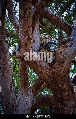 Une image étonnante d'un léopard sauvage perché sur une branche d'arbre, capturé d'un angle bas sur le sol Banque D'Images