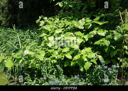 Calycanthus chinensis Syn. Sinocalycanthus, arbuste chinois Banque D'Images