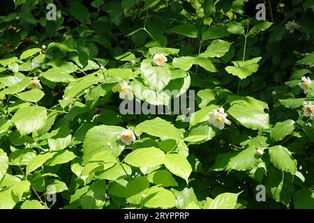 Calycanthus chinensis Syn. Sinocalycanthus, arbuste chinois Banque D'Images