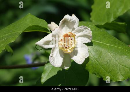 Calycanthus chinensis Syn. Sinocalycanthus, arbuste chinois Banque D'Images