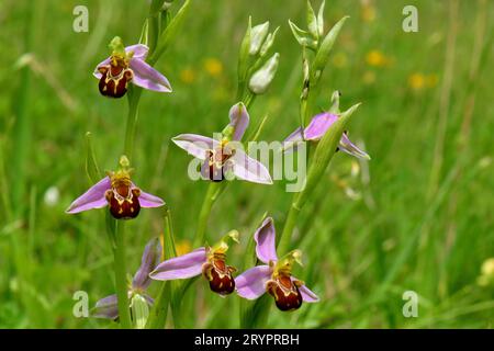 Orchidée d'abeille (Ophrys apifera), tiges fleuries. Allemagne Banque D'Images