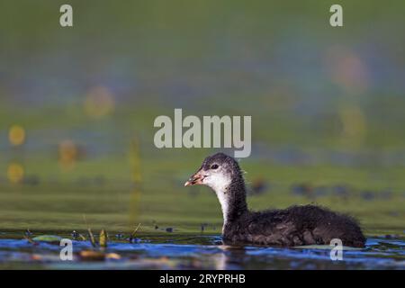 Coot eurasien (Fulica atra), juvénile sur l'eau. Allemagne Banque D'Images