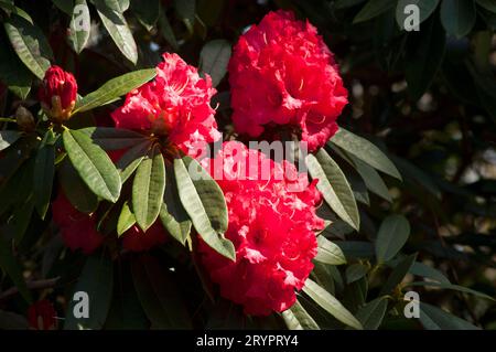 Gros plan d'un magnolia de couleur magenta - John Gollop Banque D'Images