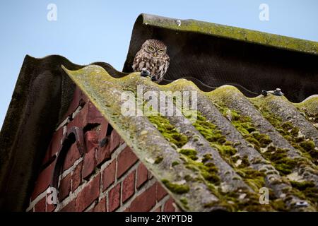 Petit hibou (Athene noctua) également connu comme le hibou d'Athéna ou hibou de Minerve sur un toit, Heinsberg, Rhénanie du Nord-Westphalie, Allemagne Banque D'Images