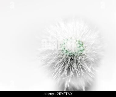 Cactus moelleux avec des épines blanches macro sur fond blanc gros plan Banque D'Images