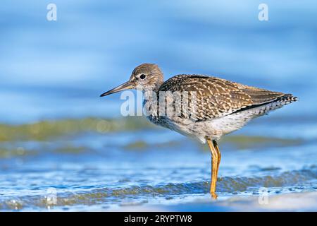 Redshank (Tringa totanus). Juvéniles debout en eau peu profonde. Allemagne Banque D'Images