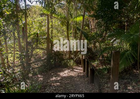 Lumière du soleil filtrée sur un chemin ombragé dans un jardin privé australien subtropical dans le Queensland. Début du printemps. Palmiers Banglow (Archontophoenix cunninghamiana). Banque D'Images