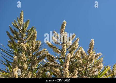 Sommet de l'arbre Dragon, drachaena marginata, couvert d'épis de fleurs crémeuses. Non indigène, jardin, Queensland, Australie. Ciel bleu, espace copie Banque D'Images