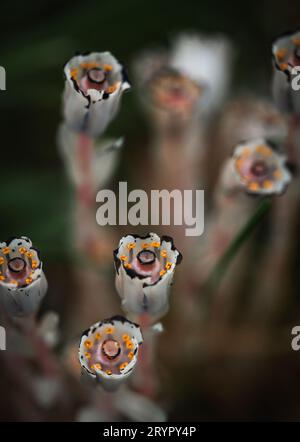 Gros plan de fleurs fantômes de pipe indienne blanche fleurissant dans la forêt. Banque D'Images