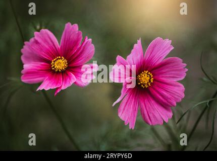 Gros plan de fleurs roses cosmos sur fond vert de jardin. Banque D'Images