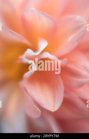 Macro shot de fleur de dahlia rose. Banque D'Images