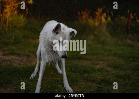 Portrait de beau et moelleux chien de berger suisse qui est vraiment le meilleur ami de l'homme. Banque D'Images