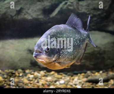 Les poissons Piranha nagent dans l'eau de près Banque D'Images