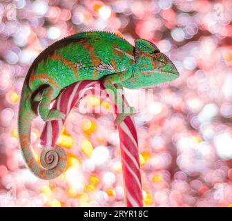 Caméléon vert assis sur des cannes de bonbons de près Banque D'Images