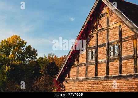 Fenêtre d'automne en vieux mur de briques recouvert de feuilles de couleur rouge. Ambiance automnale de la maison d'automne le jour du soleil. Banque D'Images