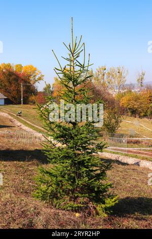 Un jeune épinette verte en croissance du genre Picea, une partie de l'espèce conifère à feuilles persistantes Banque D'Images