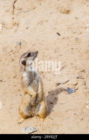 Mignon meerkat drôle debout sur deux pattes Banque D'Images
