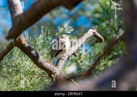 Une femelle Orange Chat (Epthianura aurifrons) photographiée au Alice Springs Desert Park, dans le sud-est et le sud-ouest arides de l'Australie Banque D'Images