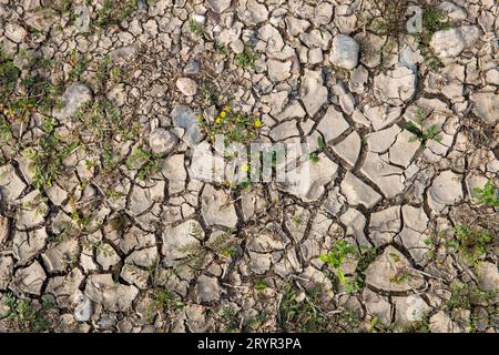 Sol sec et fissuré dans les prairies du Rhin à Cologne, Allemagne. 28 septembre 2023 trockener, rissiger Boden in den Rheinauen in Koeln, DEU Banque D'Images