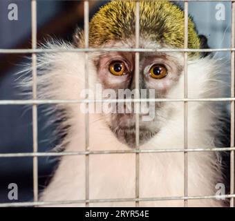 Le singe vert regarde tristement à travers le treillis de la cage Banque D'Images