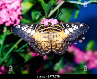 Grand papillon jaune noir brillant s'assoit déployant ses ailes sur un art. Banque D'Images