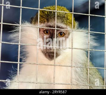 Le singe vert regarde tristement à travers la cage Banque D'Images