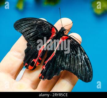 Le grand papillon noir-rouge est assis déployant ses ailes sur un pa ouvert humain Banque D'Images